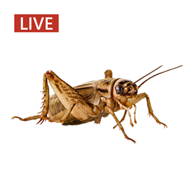 Live Crickets I001313