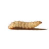 Feeder Solider Fly Lava 100ct F100430